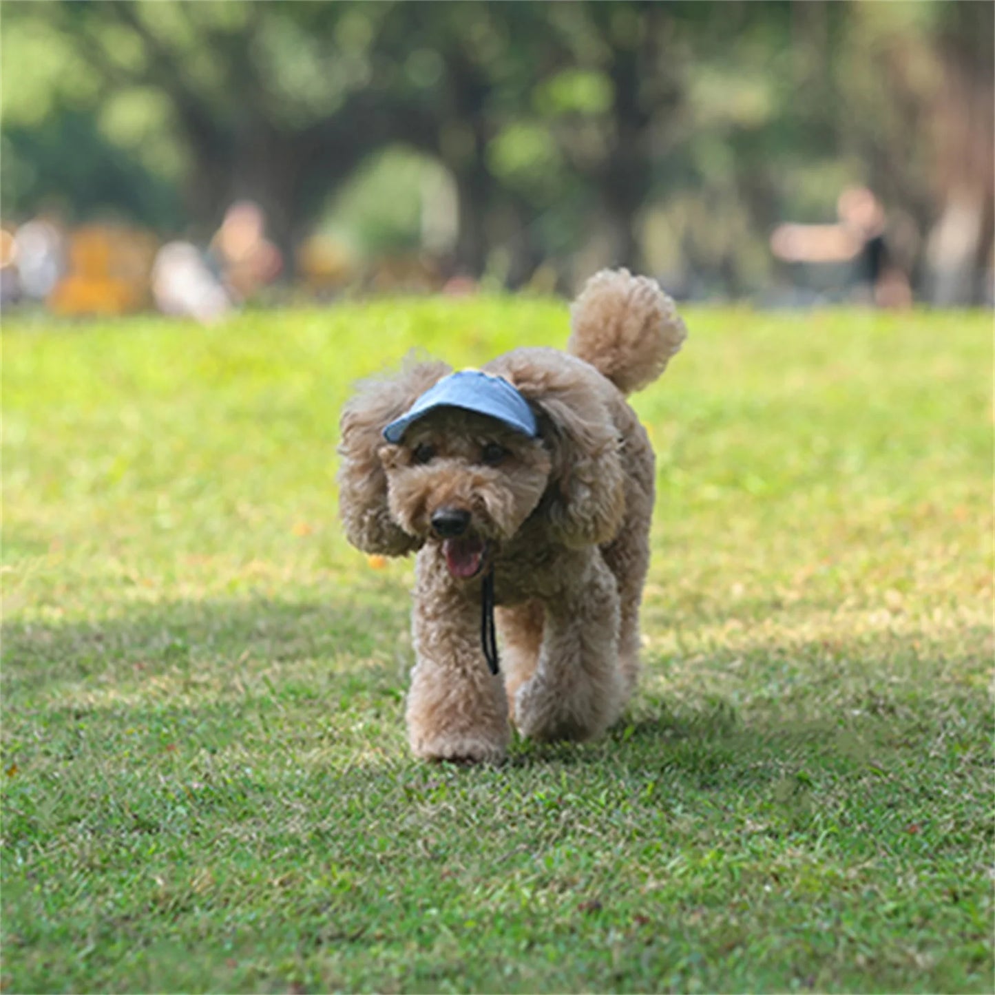 Casquette pour chiens