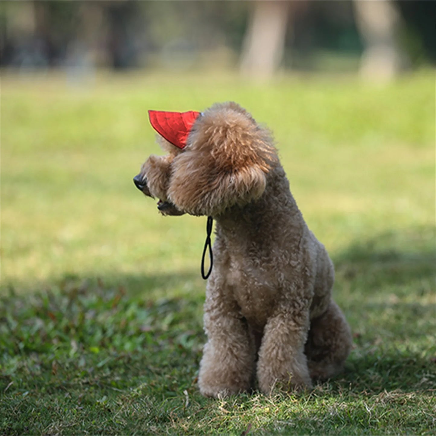 Casquette pour chiens